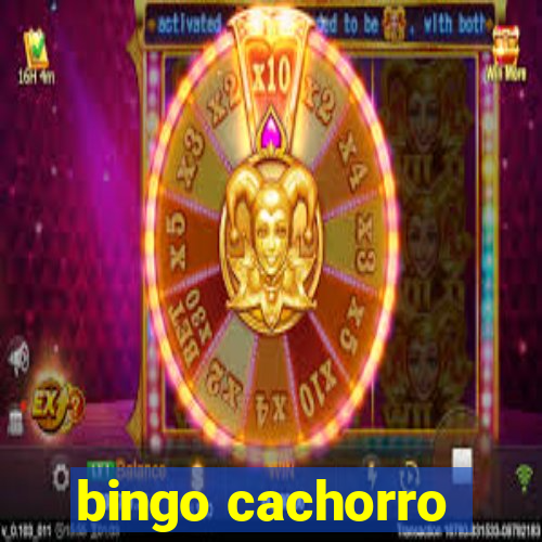 bingo cachorro