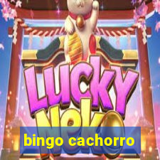 bingo cachorro