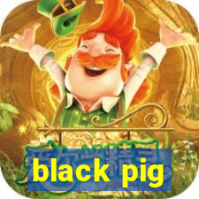 black pig